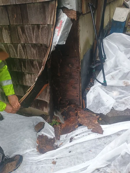 Worker examining dry rot damage on structural beams and cedar shingle siding